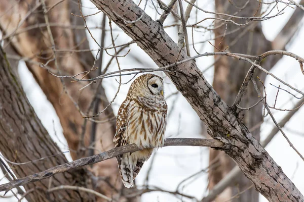 Gros Plan Belle Chouette Dans Habitat Naturel — Photo