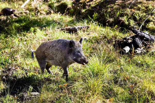 Nahaufnahme Von Wildschweinen Natürlichem Lebensraum — Stockfoto