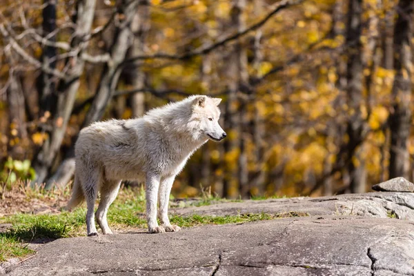 Nahaufnahme Des Schönen Weißen Wolfes Auf Die Natur — Stockfoto
