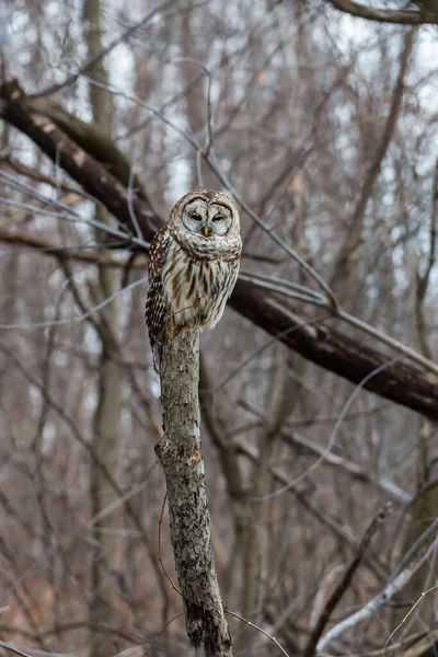 Gros Plan Belle Chouette Dans Habitat Naturel — Photo