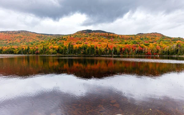 Paesaggio Paesaggistico Foresta Autunnale Sfondo — Foto Stock