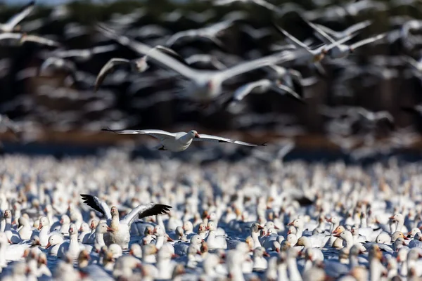Doğal ortamdaki büyük beyaz kaz sürüsü.