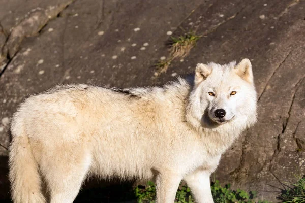 Gros Plan Beau Loup Blanc Sur Nature — Photo