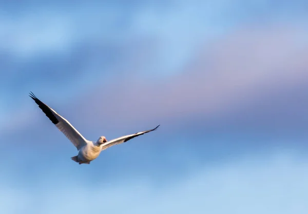 Plano Escénico Ganso Salvaje Hermosa Volando Naturaleza —  Fotos de Stock