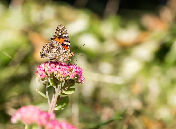 Gros Plan Beau Papillon Sur Fleur — Photo