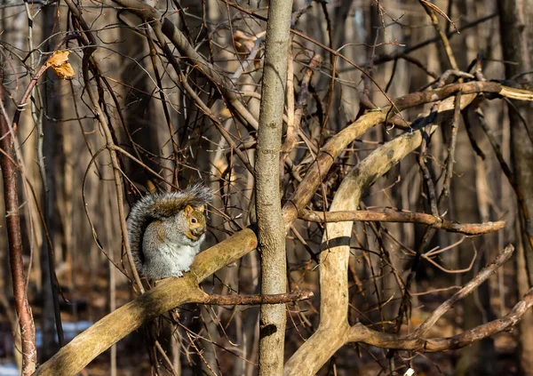 Close Shot Beautiful Cute Squirrel Forest — Stock Photo, Image