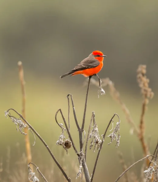 Beautiful Red Headed Bird Branch Tree — Φωτογραφία Αρχείου