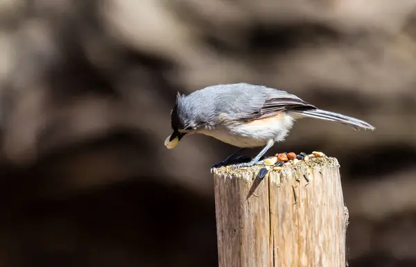 Nahaufnahme Eines Schönen Wildvogels Der Auf Holz Hockt — Stockfoto