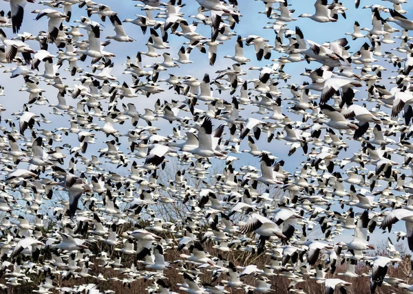 Grote Kudde Witte Ganzen Natuurlijke Habitat — Stockfoto