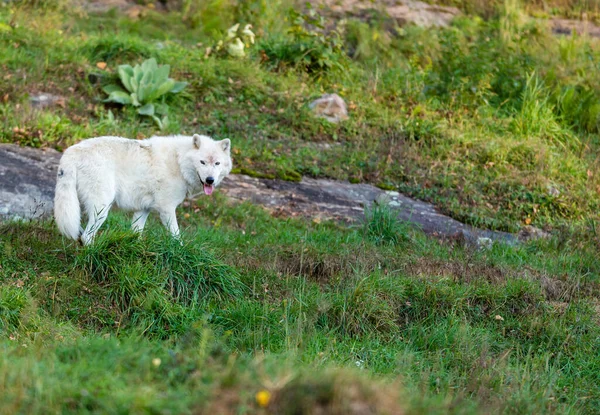 Doğadaki güzel beyaz kurdun yakın plan çekimi.