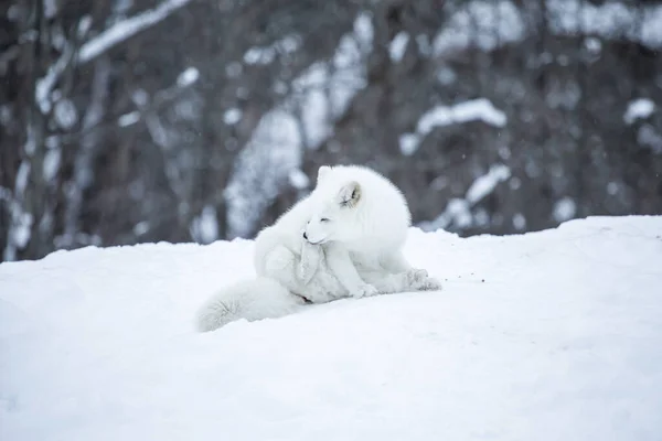 Nahaufnahme Des Schönen Polarfuchses Auf Die Natur — Stockfoto
