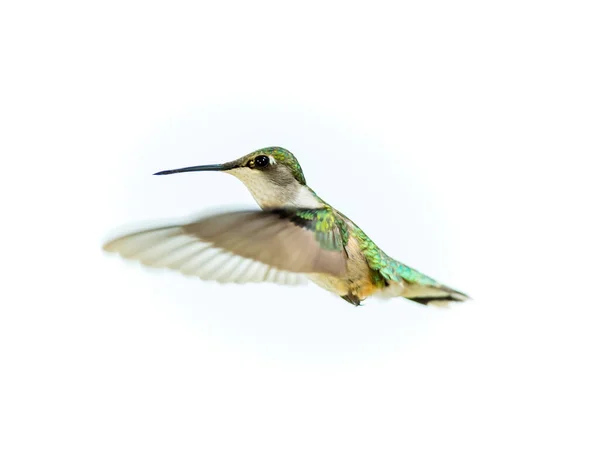 Nahaufnahme Eines Schönen Kolibris Auf Weißem Hintergrund — Stockfoto