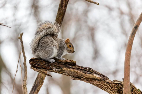 Close Shot Adorable Little Squirrel Natural Habitat — Stock Photo, Image