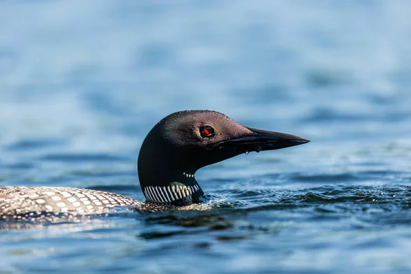 Close Shot Beautiful Mallard Duck Lake — Stock Photo, Image