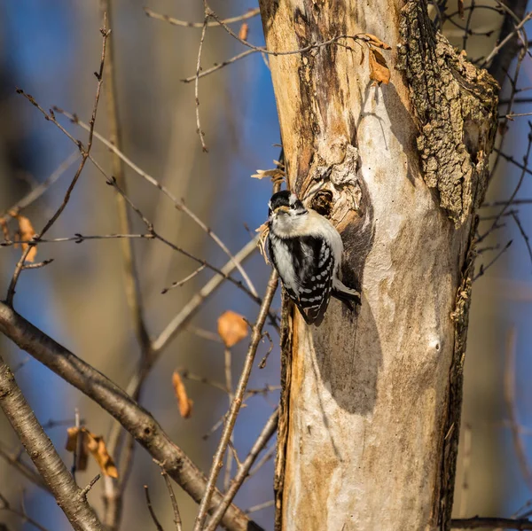 Close Shot Beautiful Bird Tree — 图库照片