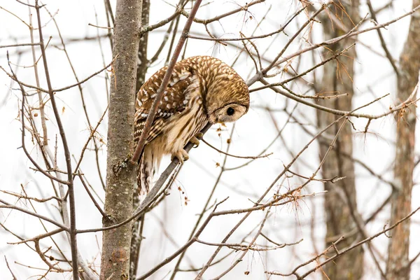 Gros Plan Belle Chouette Dans Habitat Naturel — Photo