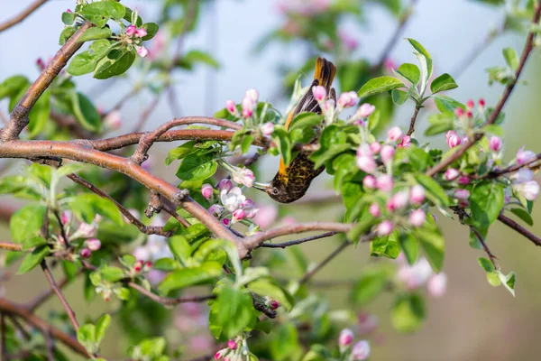 Dallara tüneyen güzel vahşi kuşun yakın çekimi