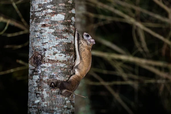Close Shot Siberian Flying Squirrel Forest Night — Stock Photo, Image