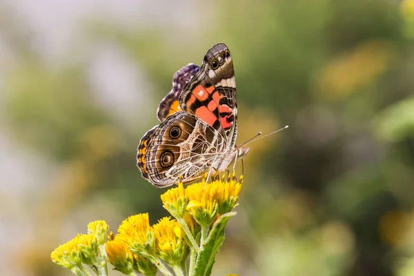 Nahaufnahme Von Schönen Schmetterling Auf Blume — Stockfoto