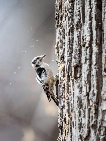 Close Shot Woodpecker Tree — Stock Photo, Image