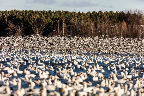 Grote Kudde Witte Ganzen Natuurlijke Habitat — Stockfoto