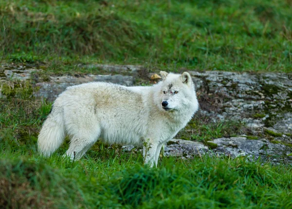 Gros Plan Beau Loup Blanc Sur Nature — Photo