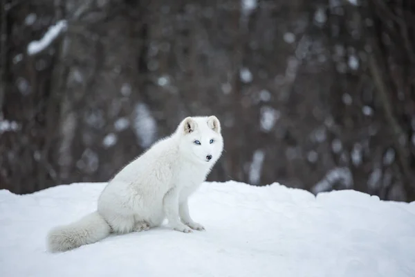 Nahaufnahme Des Schönen Polarfuchses Auf Die Natur — Stockfoto