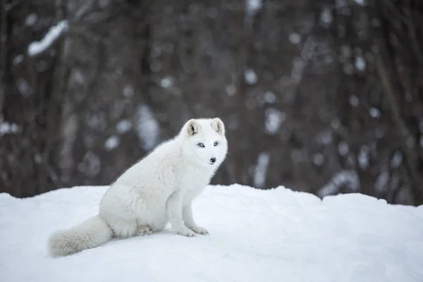 Gros Plan Beau Renard Arctique Sur Nature — Photo