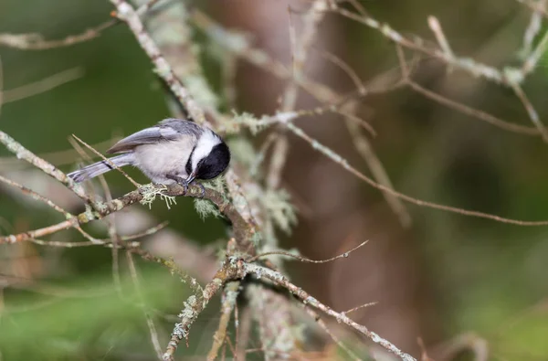 Primo Piano Bellissimo Uccello Selvatico Appollaiato Ramo — Foto Stock