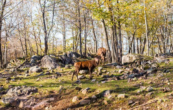 Scenic Shot Wild Deer Autumnal Forest — Stock Photo, Image