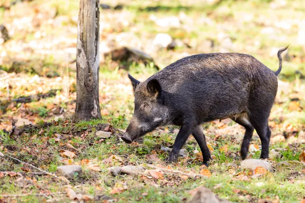 close-up shot of wild boar in natural habitat