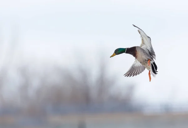 Nahaufnahme Einer Schönen Ente Die Einem Wintertag Der Natur Fliegt — Stockfoto