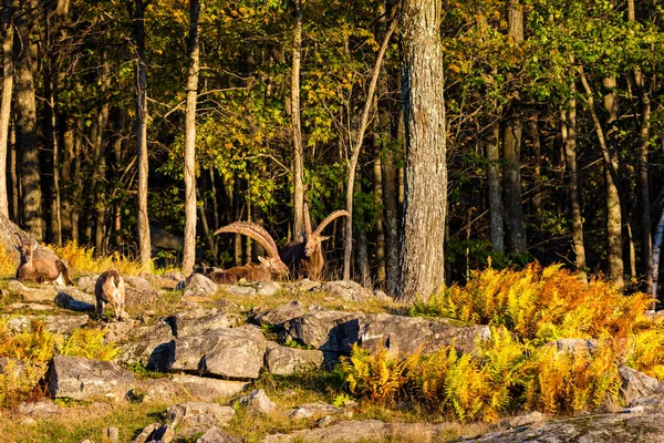 Scénický Záběr Skupiny Divokých Koz Horském Lese Podzim — Stock fotografie