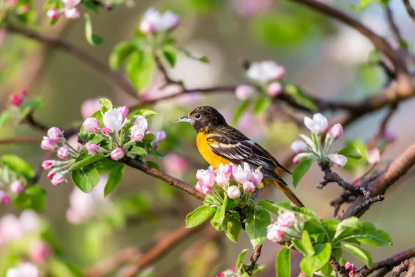 Dallara tüneyen güzel vahşi kuşun yakın çekimi