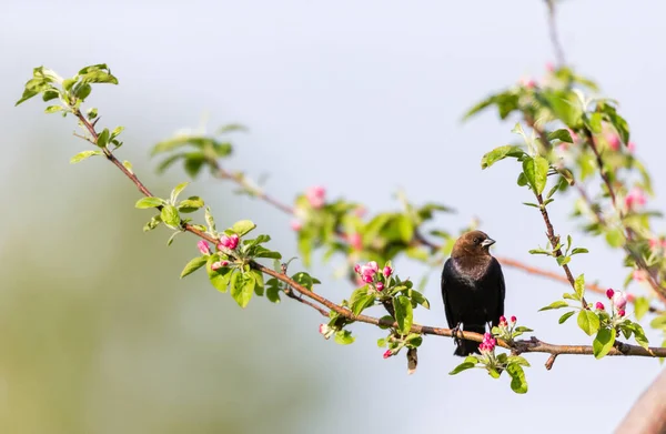 Närbild Vackra Vilda Fågel Sittande Gren — Stockfoto