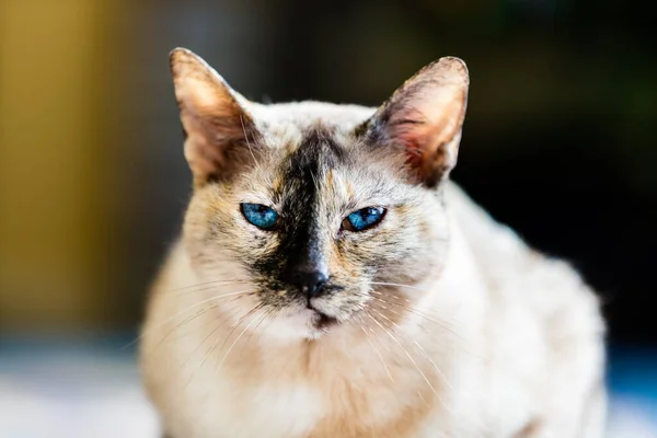 Κοντινό Πλάνο Της Όμορφης Γάτας Μπλε Μάτια Θολή Φόντο Εικόνα Αρχείου