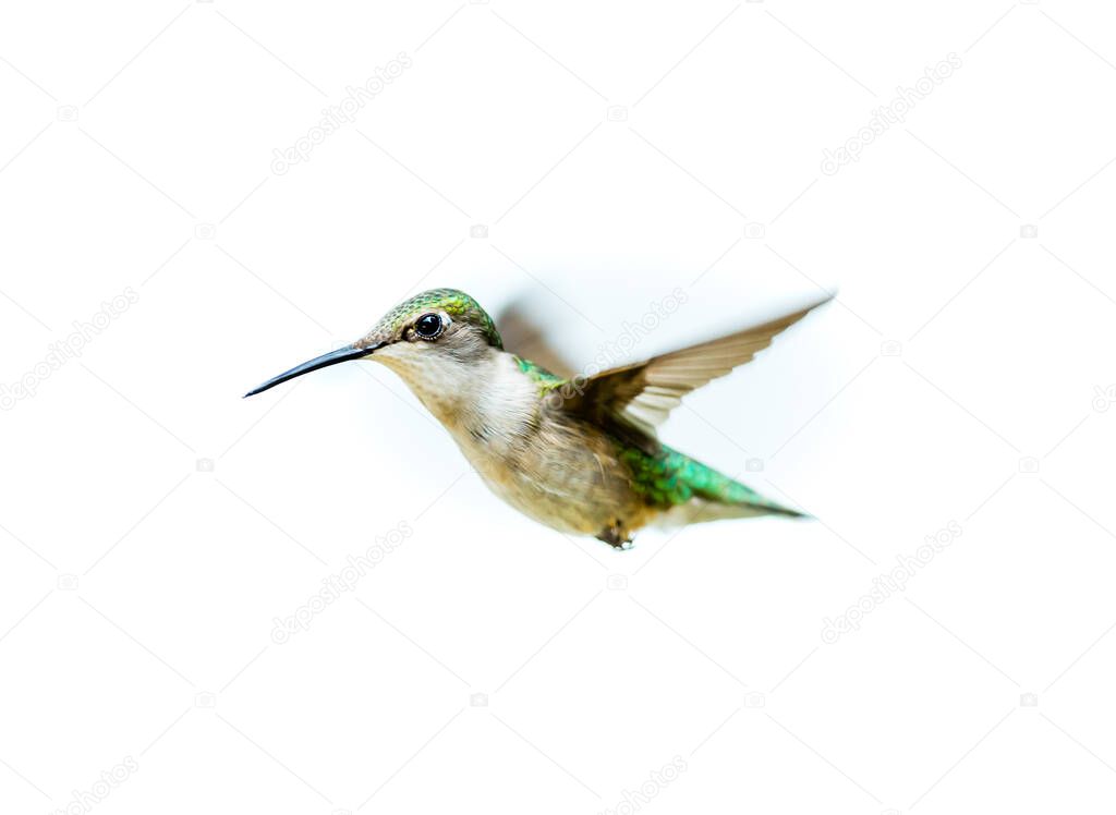 close-up shot of beautiful Hummingbird on white background