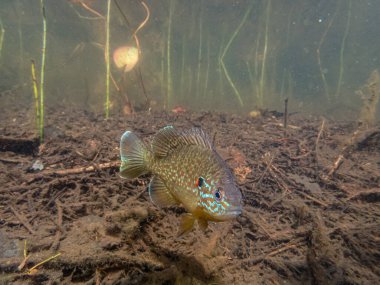 Akvaryumdaki güzel egzotik balığın yakın plan çekimi.