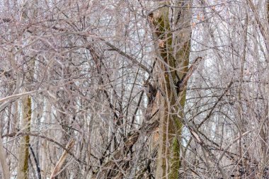 Doğal ortamdaki güzel baykuşun yakın plan çekimi.