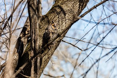 Doğal ortamdaki güzel baykuşun yakın plan çekimi.