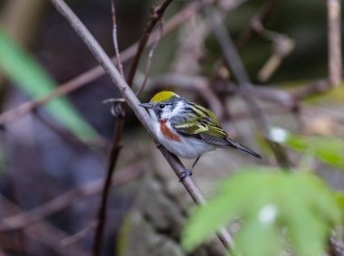 Dallara tüneyen güzel vahşi kuşun yakın çekimi