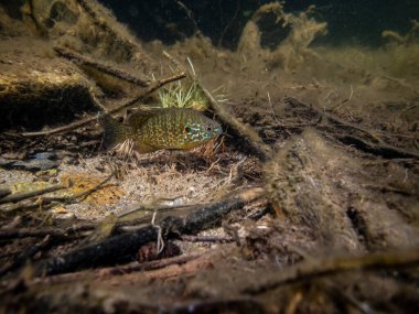 Akvaryumdaki güzel egzotik balığın yakın plan çekimi.