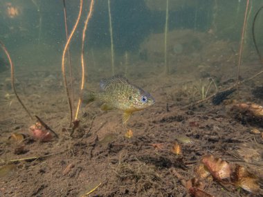 Akvaryumdaki güzel egzotik balığın yakın plan çekimi.