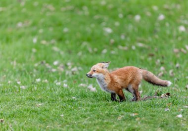 Yeşil çayırdaki güzel vahşi tilkinin yakın plan çekimi.