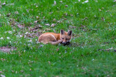 Yeşil çayırdaki güzel vahşi tilkinin yakın plan çekimi.
