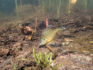 Akvaryumdaki güzel egzotik balığın yakın plan çekimi.