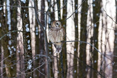 Doğal ortamdaki güzel baykuşun yakın plan çekimi.