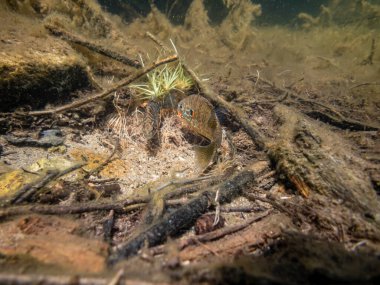 Akvaryumdaki güzel egzotik balığın yakın plan çekimi.