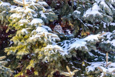 Doğal ortamdaki güzel baykuşun yakın plan çekimi.