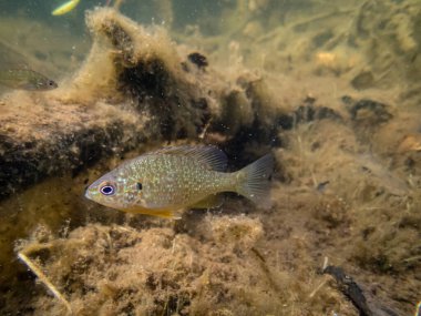 Akvaryumdaki güzel egzotik balığın yakın plan çekimi.